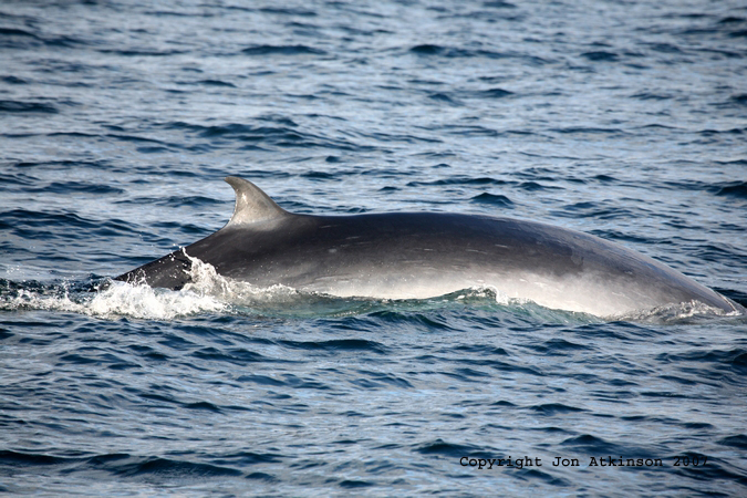 Bryde's Whale